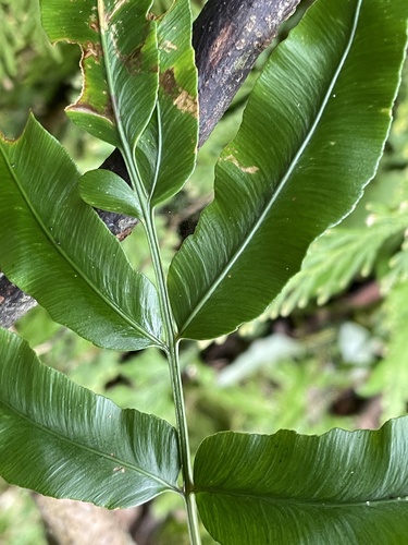 Davallia pentaphylla observed 2024-05-05