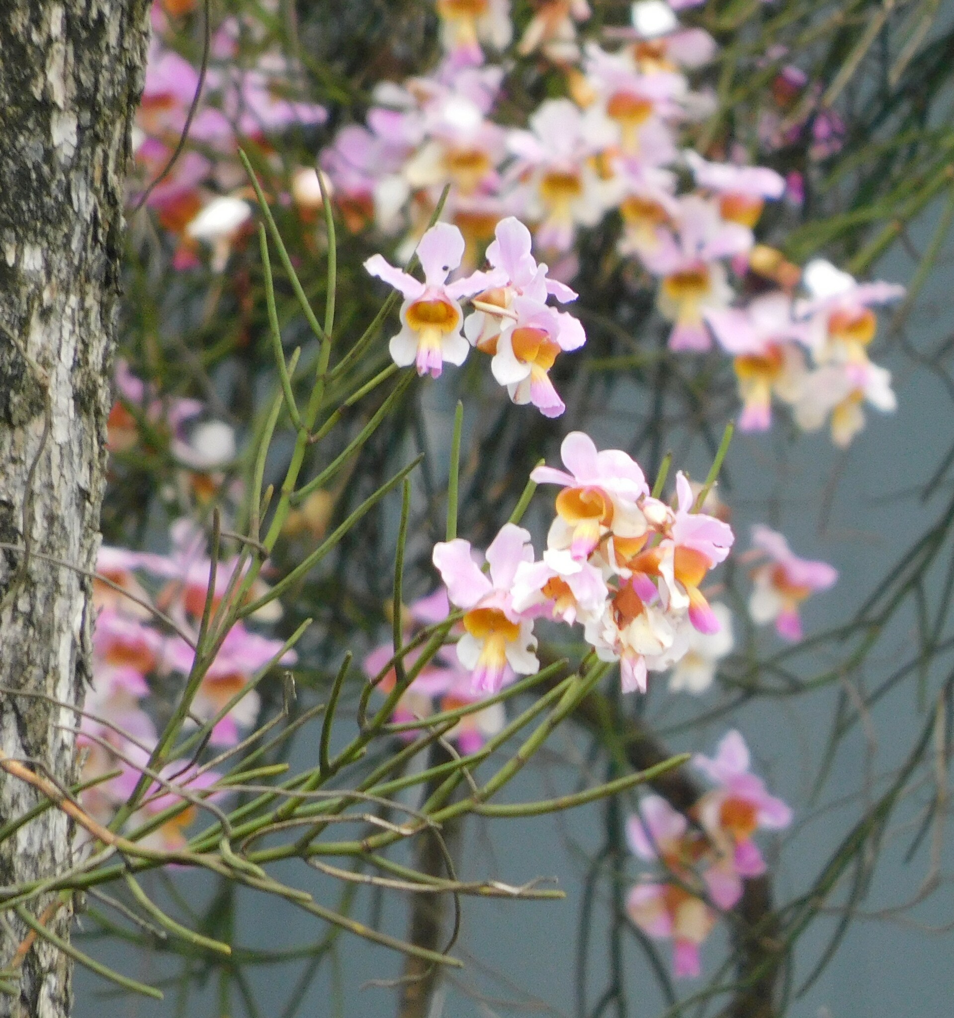Imagem de Orquídea-borboleta