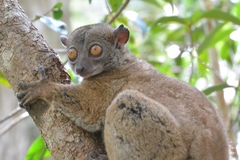 Lepilemur ankaranensis