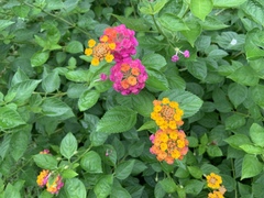 Lantana camara