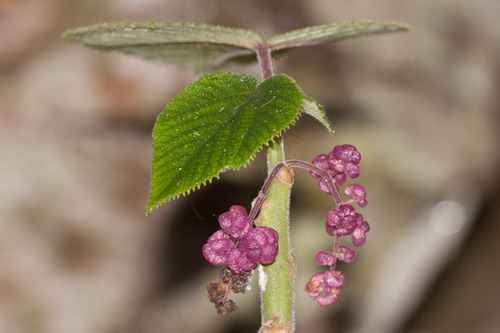 Australische Brennnessel (Dendrocnide moroides): Herkunft und Verwendung — foto 5