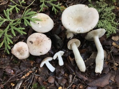 Russula purpureotincta