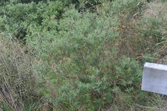 Veronica strictissima