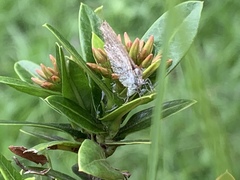 Pseudozizeeria maha