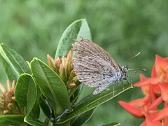 Pseudozizeeria maha