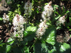 Tiarella wherryi