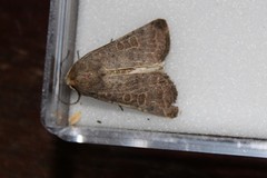 Hoplodrina blanda