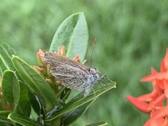 Pseudozizeeria maha