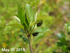Poecilocoris splendidulus