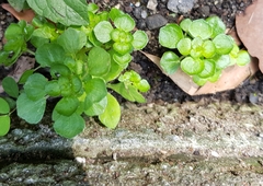 Pilea peploides
