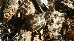 Pyxis arachnoides oblonga