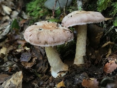 Cortinarius alboroseus