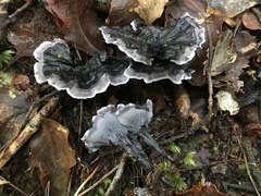 Phellodon sinclairii