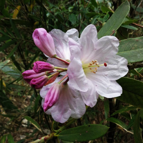 Rhododendron fortunei, 2024-05-11