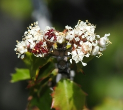 Ceanothus jepsonii albiflorus