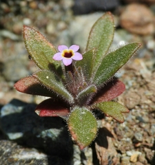 Collomia diversifolia