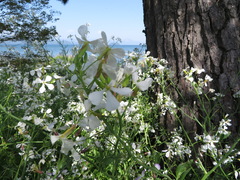 Raphanus sativus raphanistroides