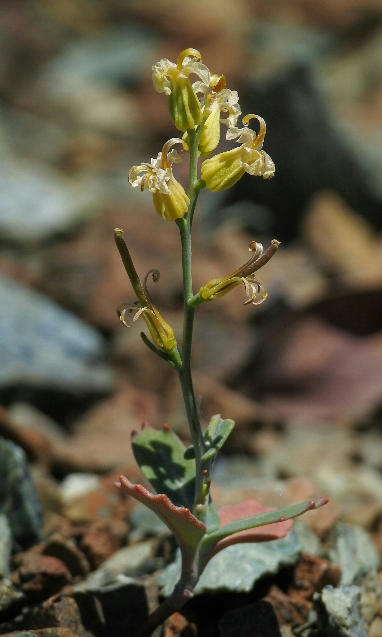 Streptanthus vernalis