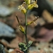 Streptanthus vernalis - Photo (c) David Greenberger, alguns direitos reservados (CC BY-NC-ND), uploaded by David Greenberger
