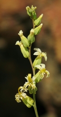 Streptanthus vernalis