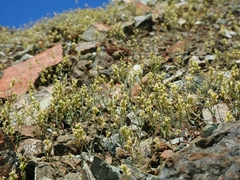 Streptanthus vernalis