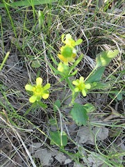 Ranunculus rhomboideus