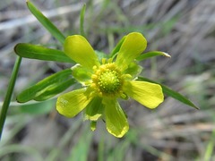 Ranunculus rhomboideus