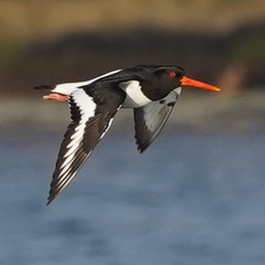 Eurasian Oystercatcher photo 6