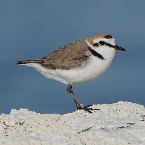 Kentish Plover