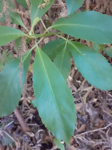 Image of Melicytus macrophyllus by (c) Angus Campbell, some rights reserved (CC BY)