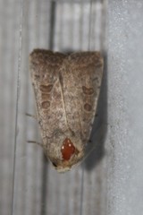 Hoplodrina blanda