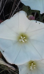 Calystegia macrostegia tenuifolia