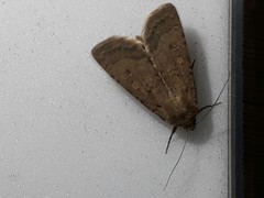 Hoplodrina octogenaria