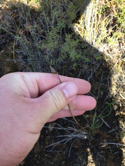 Schoenus brevifolius