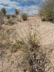Aristida divaricata