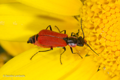 Malachius coccineus