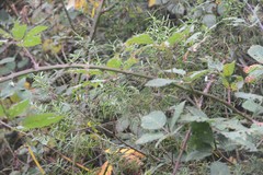 Veronica strictissima