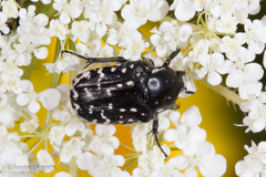 Oxythyrea