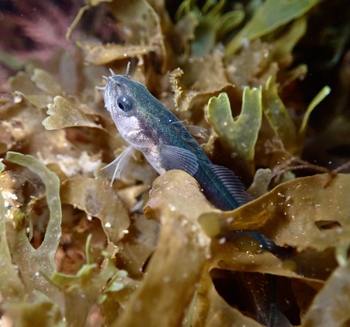Fivebeard rockling (Ciliata mustela) — Lotidae