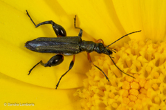 Oedemera basipes