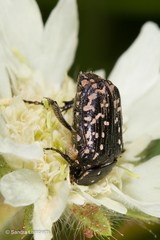 Oxythyrea