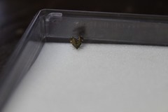 Anthophila fabriciana