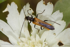 Oedemera flavipennis