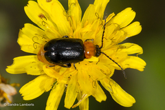 Exosoma thoracicum