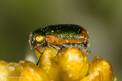 Smaragdina limbata