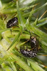 Oxythyrea