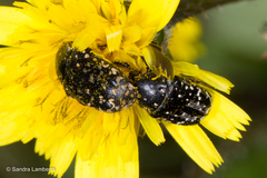 Oxythyrea