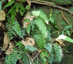 Hymenasplenium unilaterale