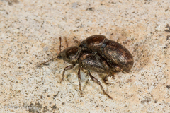 Psallidium aurigerum