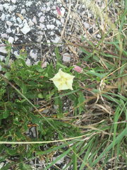 Chamaesaracha edwardsiana